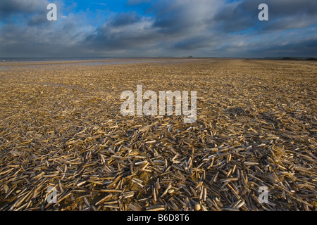 Guscio di rasoio Ensis siliqua Titchwell Beach Norfolk Foto Stock