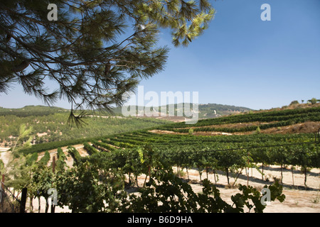 Vigneti ZEFAT Galilea superiore ISRAELE Foto Stock