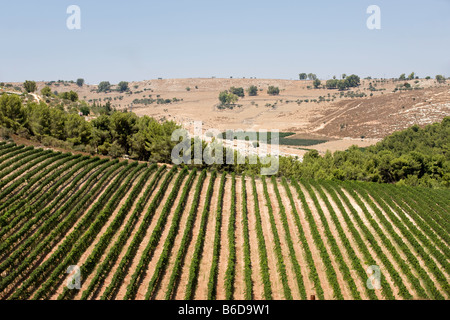 Vigneti nei pressi di Safed Galilea superiore ISRAELE Foto Stock