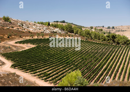 Vigneti nei pressi di Safed Galilea superiore ISRAELE Foto Stock