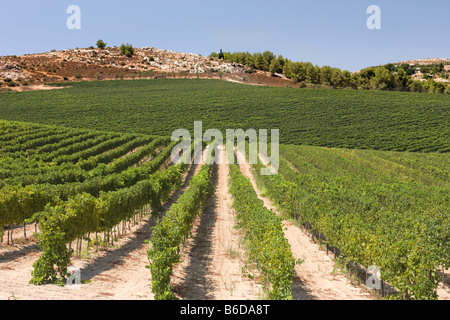 Vigneti nei pressi di Safed Galilea superiore ISRAELE Foto Stock