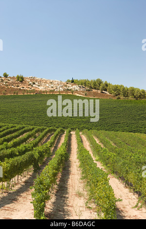 Vigneti nei pressi di Safed Galilea superiore ISRAELE Foto Stock