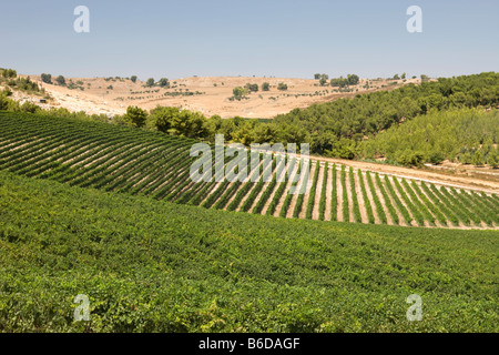 Vigneti nei pressi di Safed Galilea superiore ISRAELE Foto Stock