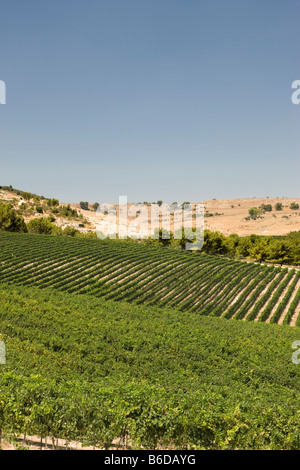 Vigneti nei pressi di Safed Galilea superiore ISRAELE Foto Stock