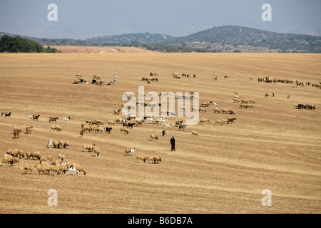 ARABO BEDUINO PECORE COLLINE DI LACHISH ISRAELE Foto Stock