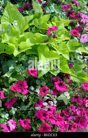 Il verde fogliame di Ipomoea batatas MARGARITA con viola nelle petunie amenità PLANTINGS CHERBOURG MANCHE FRANCIA Foto Stock