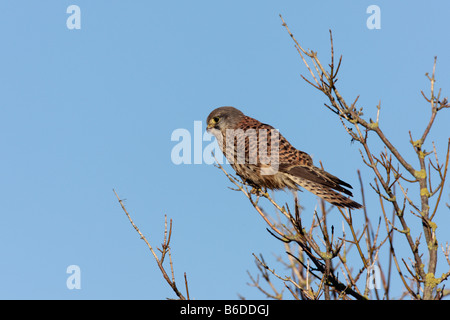 Giovane Maschio Gheppio Falco tinnunculus arroccato nella struttura ad albero con blue sky Potton sfondo Bedfordshire Foto Stock