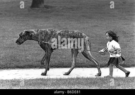 Un levriero cane tenendo una giovane ragazza per una passeggiata su un conduttore in un parco di Londra Foto Stock