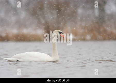 Cigno (Cygnus olor) sulla neve. Foto Stock