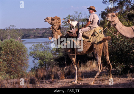 Cavalcare cammelli Sud Australia Foto Stock