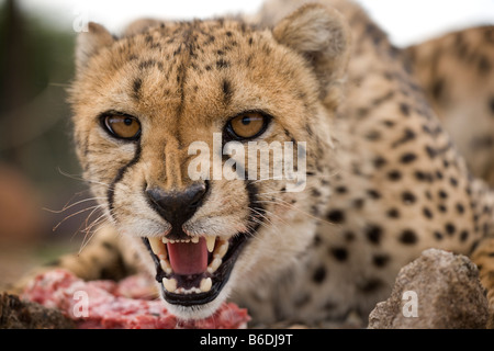 Africa Namibia Keetmanshoop Captive femmina adulta ghepardo Acinonyx jubatas snarls mentre si alimenta sulla carne cruda alla fattoria di gioco Foto Stock