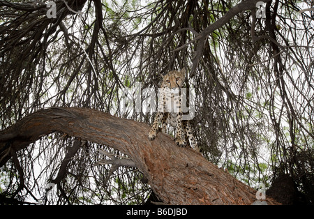 Africa Namibia Keetmanshoop Captive femmina adulta ghepardo Acinonyx jubatas arrampicata in ombra di acacia Foto Stock