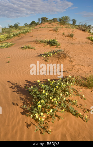 Sud Africa Kgalagadi Parco transfrontaliero giallo fiori selvatici in dune di sabbia rossa nel Deserto Kalahari Foto Stock