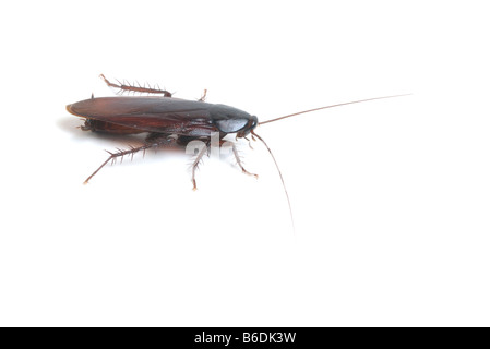 Maschi adulti scarafaggio di legno su sfondo bianco. Foto Stock
