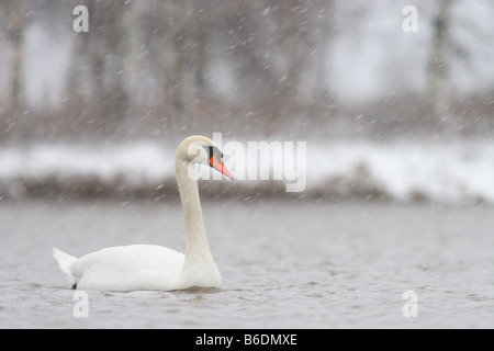 Cigno (Cygnus olor) sulla neve. Foto Stock