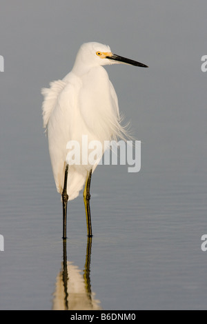 Snowy Garzetta ritratto. Foto Stock