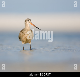 Pavimento in marmo Godwit sorge nell'acqua sul litorale, in cerca di cibo. Foto Stock