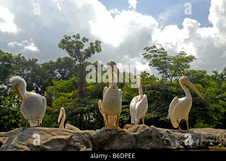 Pellicani nel Parco degli Uccelli di Jurong, SINGAPORE Foto Stock