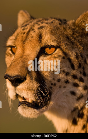 Africa Namibia Keetmanshoop Captive adulto ghepardo Acinonyx jubatas appoggiata nella regolazione del sole Foto Stock