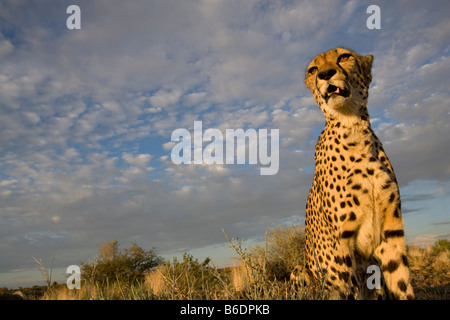 Africa Namibia Keetmanshoop Captive ghepardo Acinonyx jubatas seduto sulla collina al tramonto Foto Stock