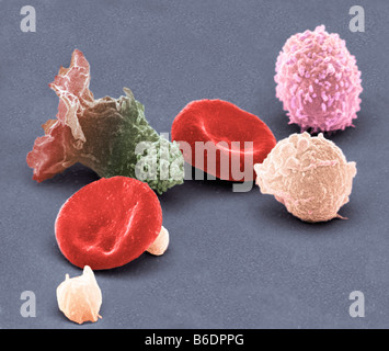 Cellule del sangue umano, colorata di microfotografia electron scansione (SEM) Foto Stock