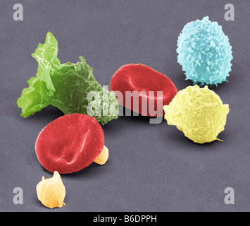 Cellule del sangue umano, colorata di microfotografia electron scansione (SEM) Foto Stock