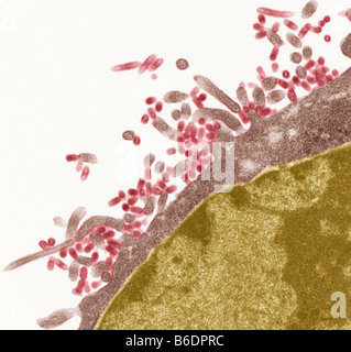 I virus dell'influenza. Colorato micrografia elettronica a trasmissione (TEM) dell'influenza (flu) virus (rosso) germogliando dalla cellula ospite Foto Stock