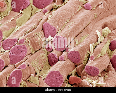 Il muscolo scheletrico fibre, colorata di microfotografia electron scansione (SEM). Endomysial il tessuto connettivo è giallo. Foto Stock