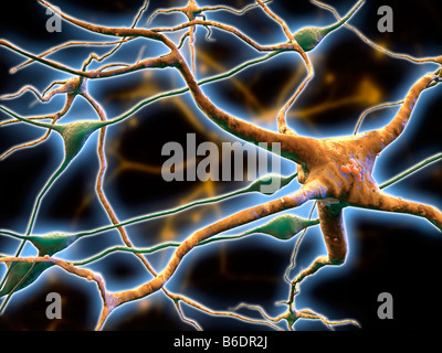 Le cellule nervose, orneurons (marrone) e cellule gliali (supporto) celle (verde) Foto Stock