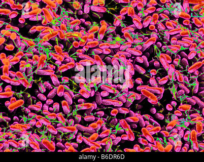 La Salmonella typhimuriuma flagellano astiforme flagellae bacteriumthe(thread- strutture simili)sono le principali cause di foodpoisoning Foto Stock