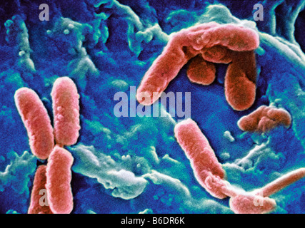 Pseudomonas aeruginosa batteri gram negativi a forma di barra sono batteri presenti nel terreno e acqua nell intestino umano Foto Stock