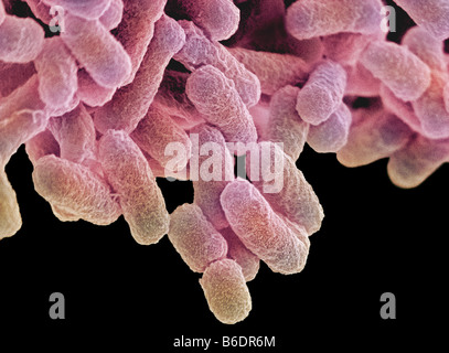 Escherichia coli sono gram-negativi a forma di asta di batteri che fanno parte della flora normale dell'intestino umano Foto Stock