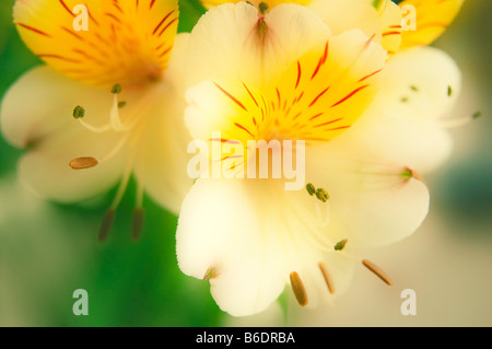 Giglio peruviano (Alstroemeria haemantha)fiori. Foto Stock