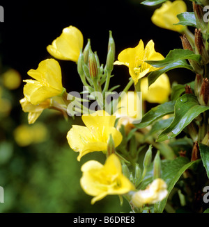 Evening Primerose fiori (Oenothera sp.). Foto Stock