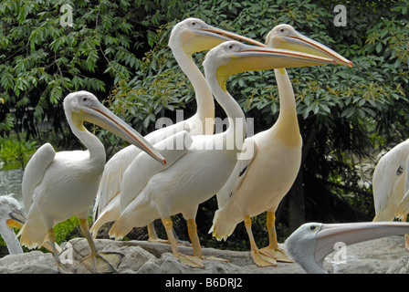 Pellicani nel Parco degli Uccelli di Jurong, SINGAPORE Foto Stock