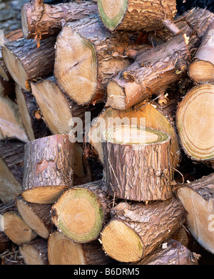 Palo di legno di trito di registri per uso come legna da ardere. Foto Stock