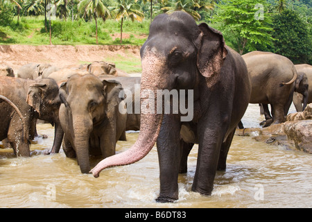 Un branco di elefanti in piedi in un poco profondo fiume vicino all'Orfanotrofio degli Elefanti di Pinnawela nello Sri Lanka Foto Stock