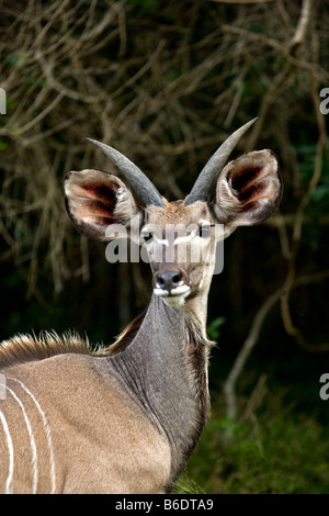 Sud Africa, Sint Lucia, maggiore Sint Lucia zone umide, Kudu Foto Stock