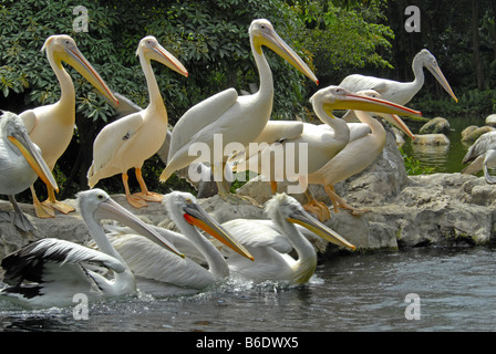 Pellicani nel Parco degli Uccelli di Jurong, SINGAPORE Foto Stock