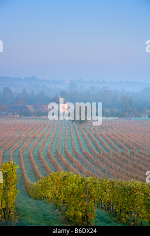 Vista la mattina presto su vitigni autunno Denbies Wine Estate Vigna Dorking Surrey in Inghilterra Foto Stock