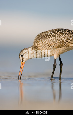 Un marmo cali Godwit la sua distinta nella sabbia sulla riva in cerca di cibo. Foto Stock