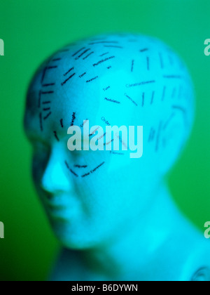 Il Phrenology modello di una testa. Foto Stock