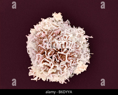Globulo bianco. Color scanning electronmicrograph (SEM) di una cella di linfociti. Foto Stock