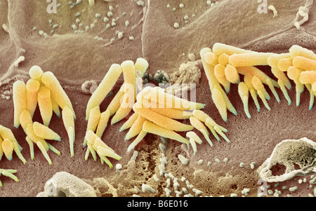 Orecchio interno cellule dei capelli, colorata di microfotografia electron scansione (SEM) di sensoriali haircells interna dall'organo di corti Foto Stock