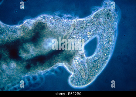 Amoeba protozoo Alimentazione, quarto in una seriesof quattro micrografie di luce che mostra un singolo-celled Foto Stock