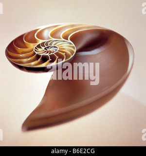 Nautilus shell, Sezione attraverso il guscio di anautilus Foto Stock