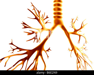 Albero bronchiale, computer grafica. Il humanbronchial tree è la rete di airways servingboth polmoni. Foto Stock