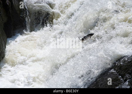 Un salto di salmone fino alla cascata sul fiume Feugh al ponte di Feugh, Aberdeenshire alla fine di luglio Foto Stock