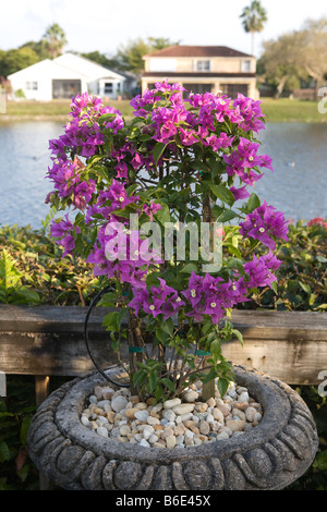 Buganvilia,Red Buganvilia, Bougainville Foto Stock