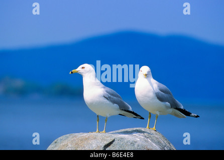 Anello di due fatturati i gabbiani Larus delawarensis in piedi su una roccia nel mezzo del lago Mooosehead Greenville Maine Foto Stock